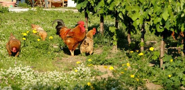 Lithies Farm Houses Vasilikos Exterior photo