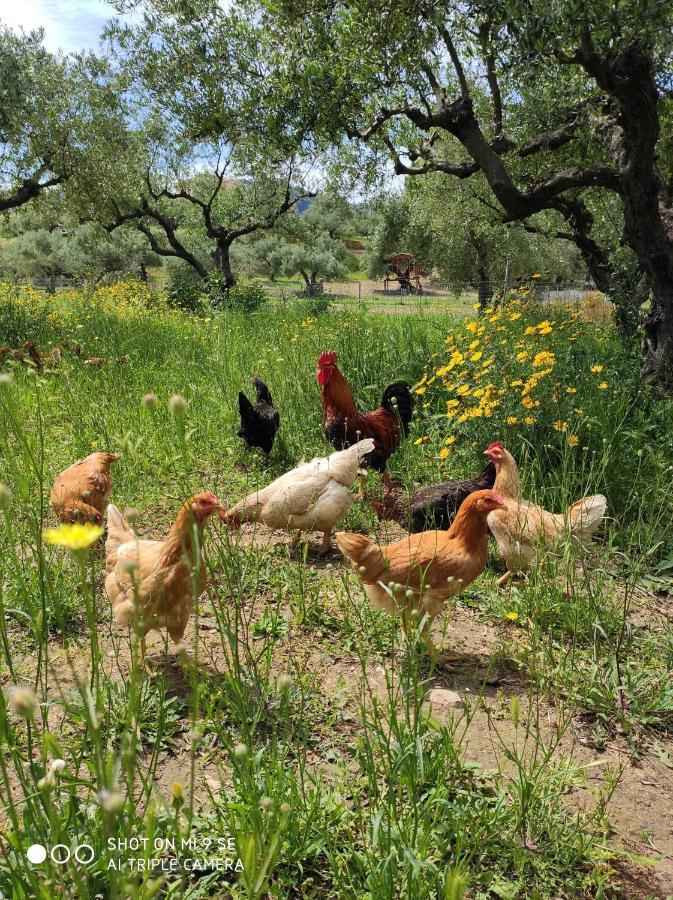 Lithies Farm Houses Vasilikos Exterior photo